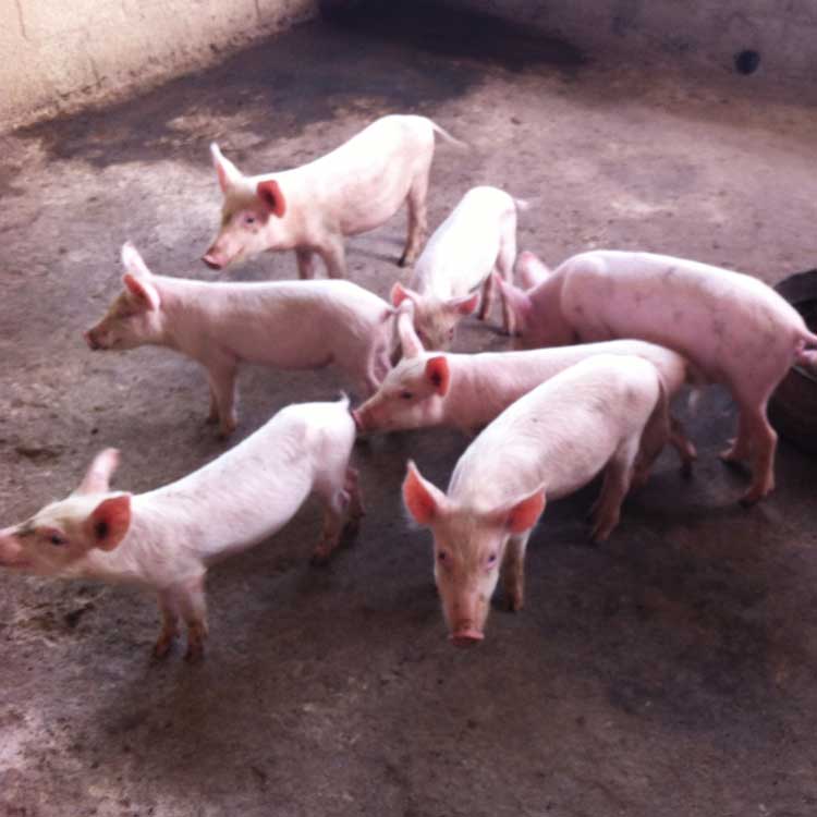 Espoir Jeunes raises pigs rabbits and hens