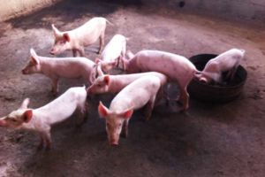 Espoir Jeunes raises pigs rabbits and hens Espoir Jeunes raises pigs rabbits and hens
