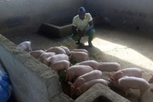 Alassane, an Espoir Jeunes alumni interested in agriculture, now cares for fields and animals Alassane, an Espoir Jeunes alumni interested in agriculture, now cares for fields and animals