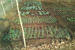 Vegetable, corn and papaya fields surround Espoir Jeunes’ compound Vegetable, corn and papaya fields surround Espoir Jeunes’ compound